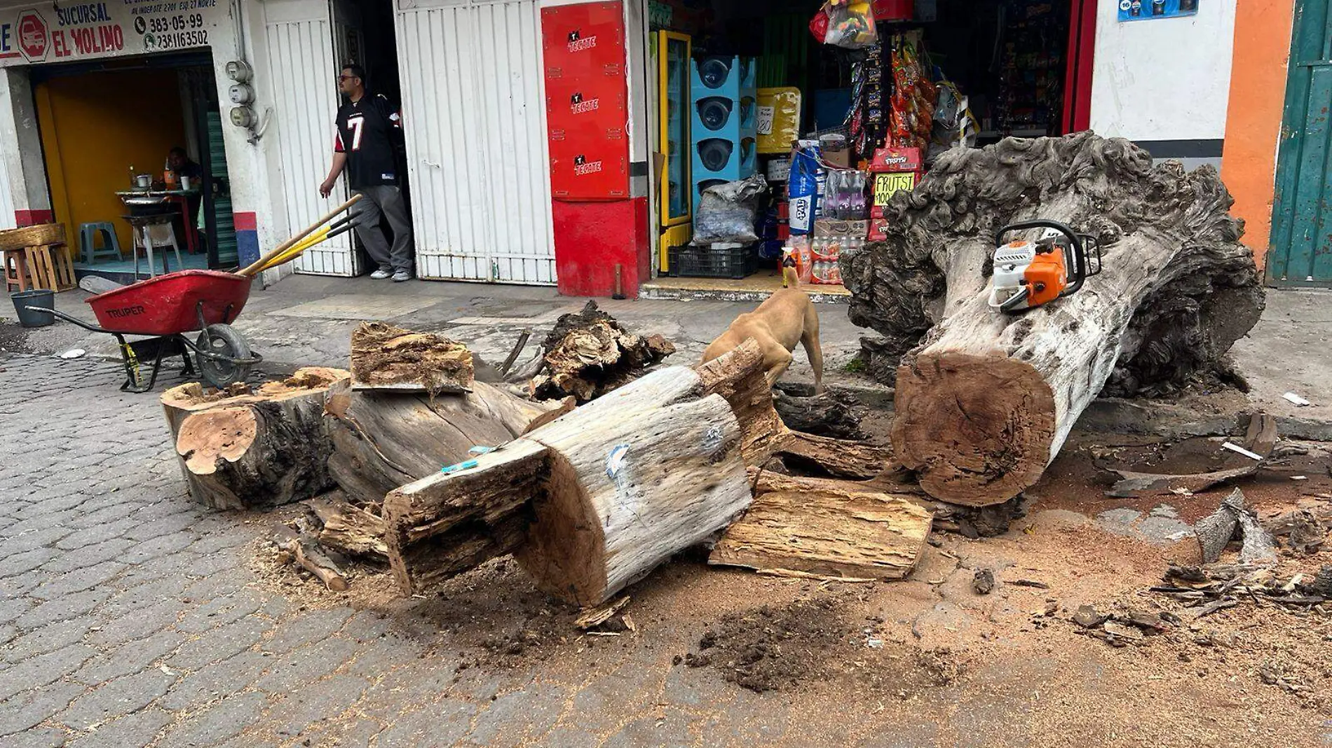 caida de arbol en tehuacan deja afectada a una mujer